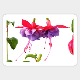 Fuchsia Sticker